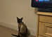 Saimees pure breed female  cat