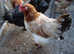 wheaten copper maran chicks Chicken