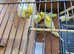 COCKATIELS