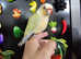 Beautiful tame Baby Conure