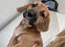beagle mix pups for sale MANCHESTER area