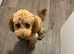 8 month Cavapoo