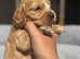 Health Tested Golden KC Show Cocker Puppy's