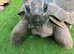 Aldabra Tortoise x2
