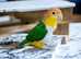 Baby yellow head Caique Glasgow