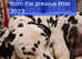 KC dalmatian puppies due 6th June 2025
