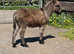 6 month old donkey
