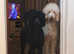 Standard poodle puppys kc registered health tested