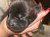 4/6 staffy cross chowchow x English bull terrier puppies for sale