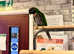 Stunning alexandrine parrot and darbyan parrot