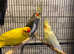 Stunning baby Kakriki parrot
