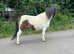 Shetland gelding