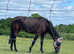 15.2 tbx mare,