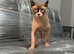 Sphynx Stud male