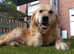 Golden Retriever female