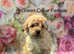Miniature Poodles for sale