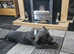 Staffordshire bull terrier Diesel