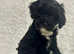 Reserved* F1 Ttoodle Tibetan terrier doodle puppy