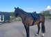 Irish Sport Horse