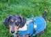Male dachshund