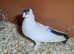 Small breed pigeons for sale