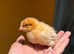 Beautiful chicks for sale