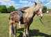 Brood mare with colt foal at foot