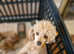 Adorable red toy poodle puppy's. health tested parents
