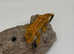 Baby crested gecko- broken pinstripe