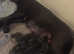 Blue Cane Corso Puppies For Sale