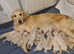 Milo, the only one .golden retriever boy
