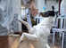 Fox Terrier