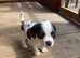 Jack Russell terrier puppies