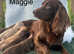 3 stunning cockapoo puppies ready now