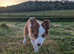 Welsh sheepdog puppy
