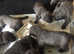Blue Cane Corso Puppies For Sale
