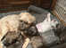 Tibetan Terrier puppies