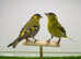 Siskins