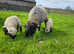 Spitti Ewe avaliable with her twin lambs