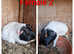 Adult Guinea pigs for sale