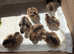 Crested Cream Legbar Hens - Day Old Chicks - Gaurenteed Girls