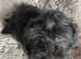 F1 very loving maltipoos, one girl left, ready now