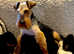 Freddie Welsh terrier puppy