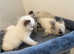 Ragdoll kittens