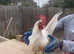 8 month old leghorn rooster