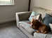 Staffordshire bull terrier