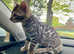 **Tica Luxury Pure Bengal Pedigree Cubs Ready ***