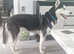 Siberian Husky Needs new Home