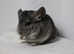Chinchilla Baby Girl,  3 Months old for sale in Feltham, TW13