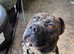Cane corso merle for stud.